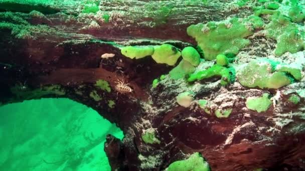 Cangrejo de río bajo el agua Baikal. — Vídeos de Stock