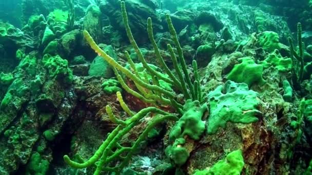 Gąbka morska Porifera zbocza podwodnych skał jeziora Bajkał. — Wideo stockowe