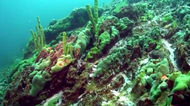 Fond sous-marin du lac Baïkal. — Video