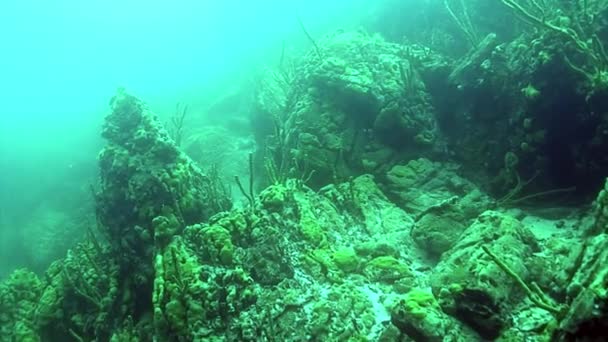 Porifera pendientes de esponja de mar de rocas submarinas del lago Baikal. — Vídeo de stock