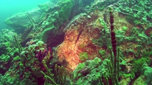 Lubomirskiidae e Spongillidae spugna marina su rocce sottomarine del lago Baikal. — Video Stock