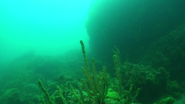 Porifera pendii di spugne marine di rocce sottomarine del lago Baikal. — Video Stock
