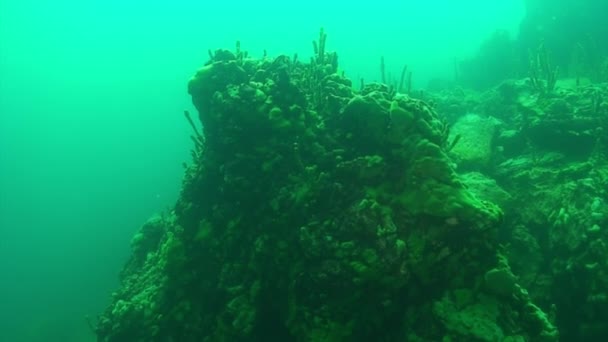 Lubomirskiidae and Spongillidae sea sponge on underwater rocks of Lake Baikal. — Stock Video