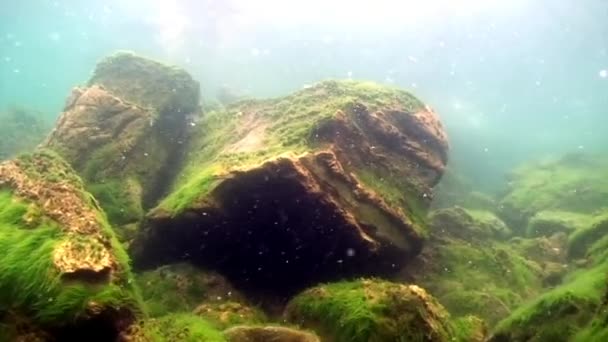 Algas subaquáticas do Lago Baikal. — Vídeo de Stock