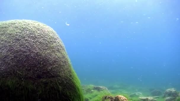 Batu bawah air batu karang dasar Danau Baikal. — Stok Video