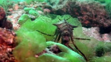 Yakın plan Acanthogammarus kerevit su altında Baykal Gölü.