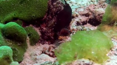 Baykal Gölü 'nün dibindeki su altı kumu..