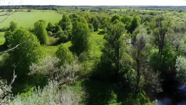 Vue aérienne de la rivière de la forêt avec transparent rempli d'eau douce entourée de pâturages verts avec une vue imprenable sur le paysage cinématographique. Concept climat nature nature. — Video