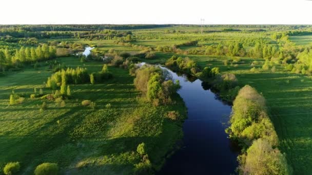 Gyönyörű kilátás az erdő mocsarak körül zöld mező lenyűgöző tájképi filmeket. Fogalom éghajlat kültéri természet. — Stock videók