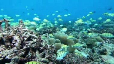 Su altında yiyecek aramak için mavi arka planda bulunan ton balığı sürüsü..