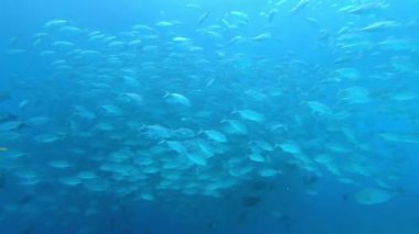 Su altında yiyecek aramak için mavi arka planda bulunan ton balığı sürüsü..