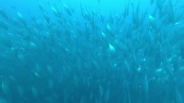 Su altında yiyecek aramak için mavi arka planda bulunan ton balığı sürüsü..