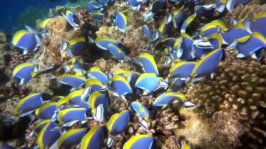 Arka plandaki güzel mavi balık sürüsü Maldivler denizinde kırmızı mercanlar altında.