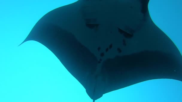 Devasa Siyah Okyanus Manta Işını balığı mavi sularda yüzüyor. — Stok video