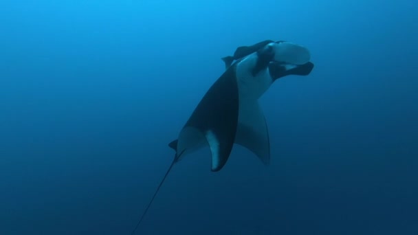 Γιγάντιο μαύρο Oceanic Manta Ray ψάρι που επιπλέει σε φόντο γαλάζιου νερού — Αρχείο Βίντεο