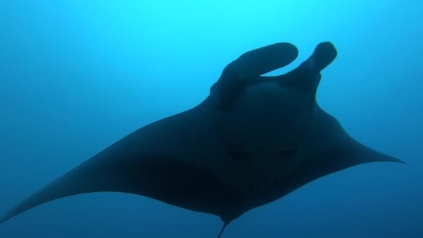 Gigantic Black Oceanic Manta Ray fish floating on a background of blue water — Stock Video