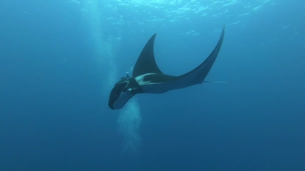Gigantesco nero Oceanic Manta Ray pesce galleggiante su uno sfondo di acqua blu — Video Stock