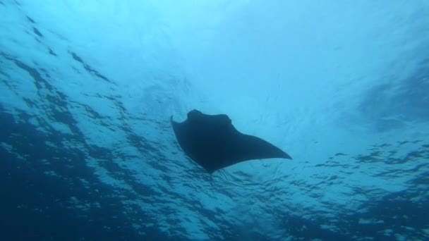Γιγάντιο μαύρο Oceanic Manta Ray ψάρι που επιπλέει σε φόντο γαλάζιου νερού — Αρχείο Βίντεο