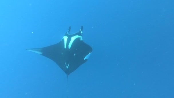 푸른 물 위에 떠 있는 거대 한 검은 해양 산타 레이 물고기 — 비디오