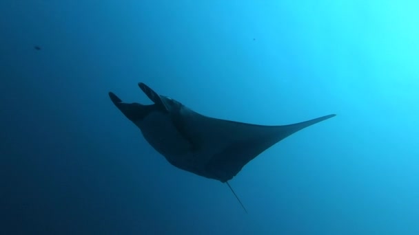 Gigantisk svart Oceanic Manta Ray fisk flyter på en bakgrund av blått vatten — Stockvideo