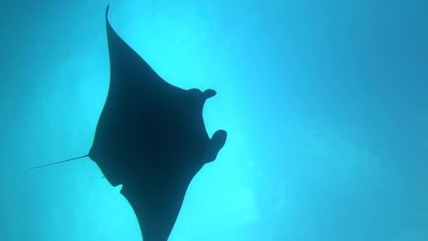 Gigantesco pez Manta Ray negro oceánico flotando sobre un fondo de agua azul — Vídeos de Stock