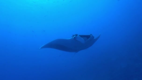 Grand poisson Manta océanique noir flottant sur un fond d'eau bleue — Video