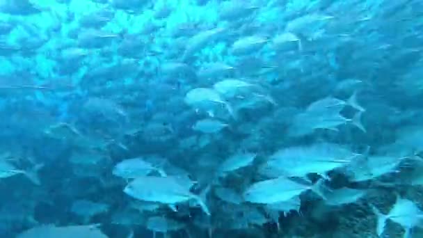 School of tuna fish on blue background of sea underwater in search of food. — Stock video