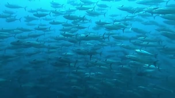School of tuna fish on blue background of sea underwater in search of food. — Stock video