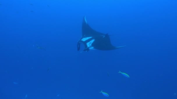 Giant Black Oceanic Manta floating on a background of blue water — Stock Video