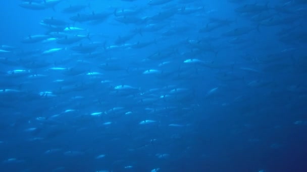 Scuola di tonno su fondo blu di mare subacqueo in cerca di cibo. — Video Stock