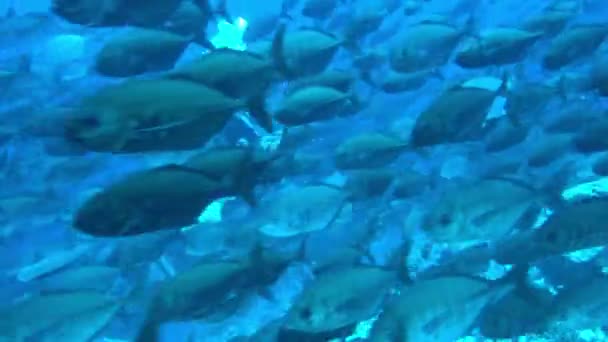 School of tuna fish on blue background of sea underwater in search of food. — Stock video