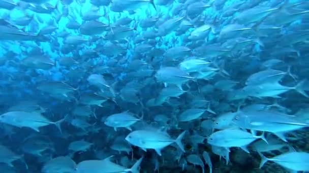 Tonhaliskola a tenger alatti tenger kék hátterében élelmet keresve. — Stock videók