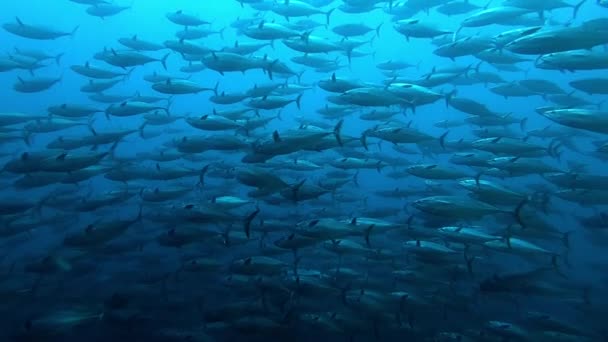 School of tuna fish on blue background of sea underwater in search of food. — Stock video