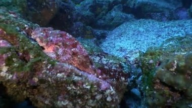 Okyanusta denizin dibindeki sualtı dünyasının tropik yaban hayatı.