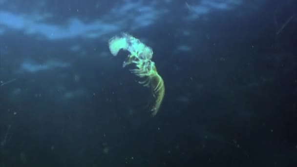 Faune tropicale du monde sous-marin sur fond de fond marin dans l'océan. — Video