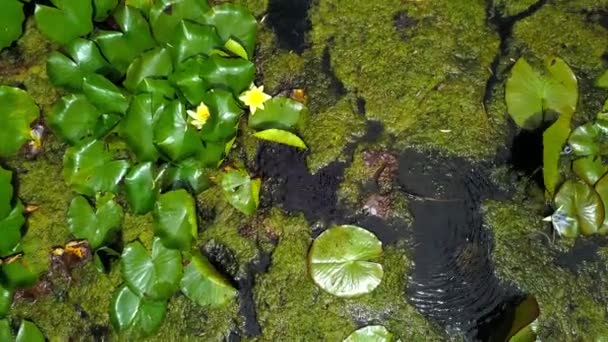 Hermosos lirios verdes balanceándose sobre un río. — Vídeos de Stock