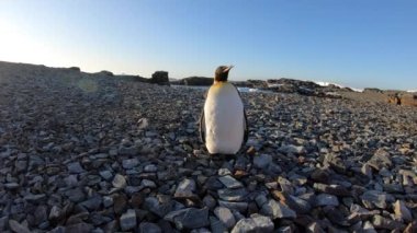 Sahilde kafasını sallayan bir kral penguen..