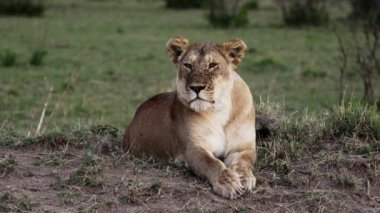 Bir aslan sürüsü Afrika 'nın bozkırlarında safaride oturuyor..