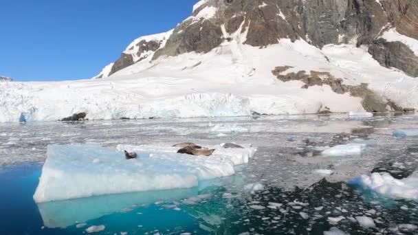 Печати, лежащие на вершине плавающего айсберга. — стоковое видео