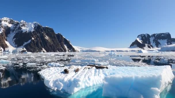 Vários leões-marinhos deitados no topo de uma peça de iceberg. — Vídeo de Stock