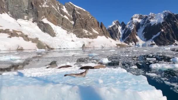 Печати, лежащие на вершине плавающего айсберга. — стоковое видео