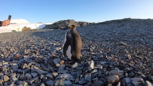 Sahilde kafasını sallayan bir kral penguen.. — Stok video