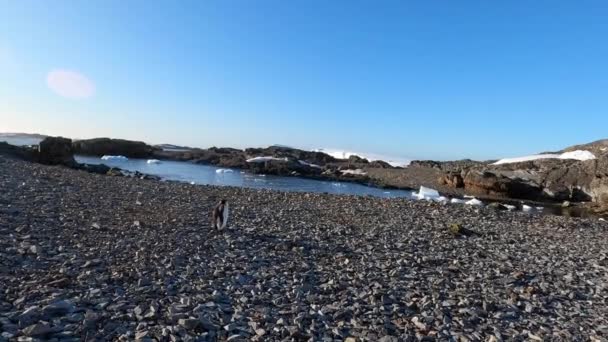 一只孤零零地站在岩石海岸上的企鹅. — 图库视频影像