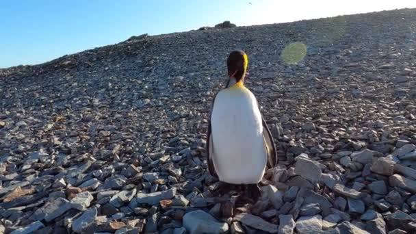 Een koningspinguïn schudt zijn kop op een strand. — Stockvideo