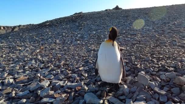 Король пингвин качает головой на пляже. — стоковое видео