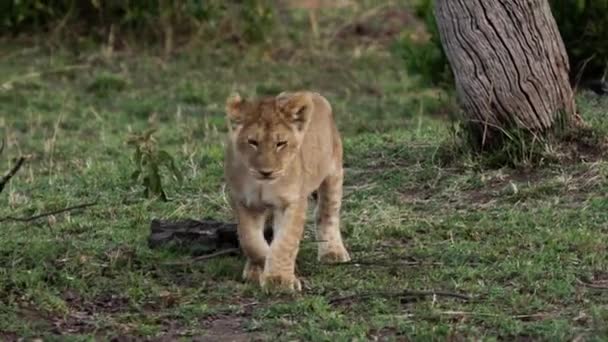 Een trots leeuwen zit op de savanne vlakten van Afrika op safari. — Stockvideo