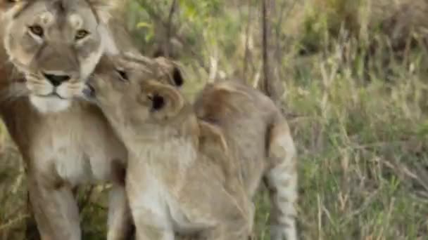 Μια αγέλη λιονταριών κάθεται στις πεδιάδες της σαβάνας της Αφρικής σε σαφάρι.. — Αρχείο Βίντεο
