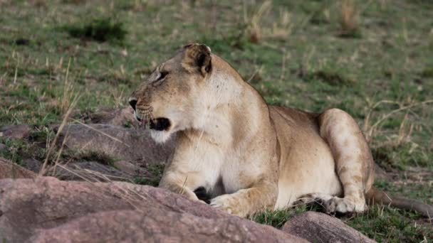 Гордость львов сидит на равнинах Саванны Африки на сафари. — стоковое видео