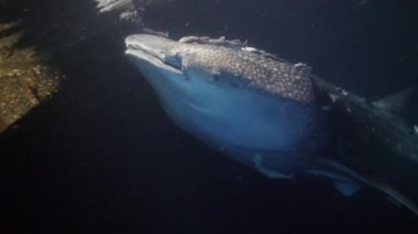 Büyük balina köpekbalığı Rhincodon tipus Maldivler 'de gece teknenin arkasında plancton besleniyor.