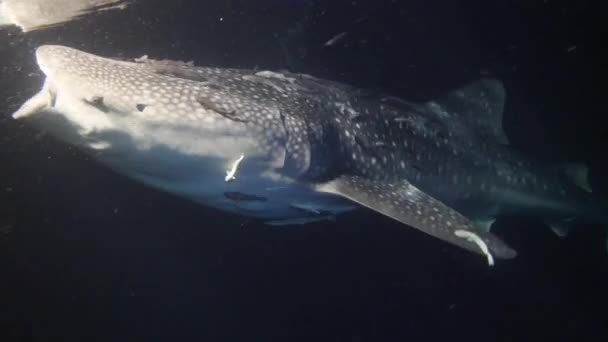 Tiburón ballena grande Rhincodon typus alimentándose de plancton detrás del barco por la noche en Maldivas — Vídeos de Stock